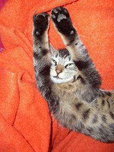 379051_4901085933811_80704752_n